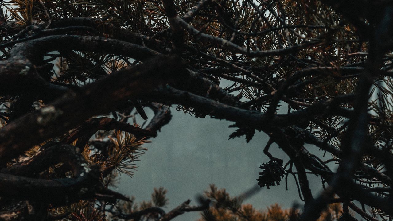 Обои ветки, дерево, туман, иголки