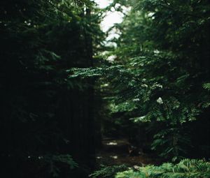 Превью обои ветки, хвоя, сосна, лес, зеленый