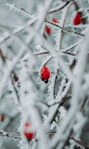 Превью обои ветки, ягоды, лед, макро, зима