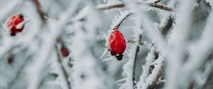 Превью обои ветки, ягоды, лед, макро, зима