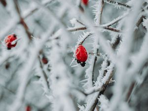 Превью обои ветки, ягоды, лед, макро, зима