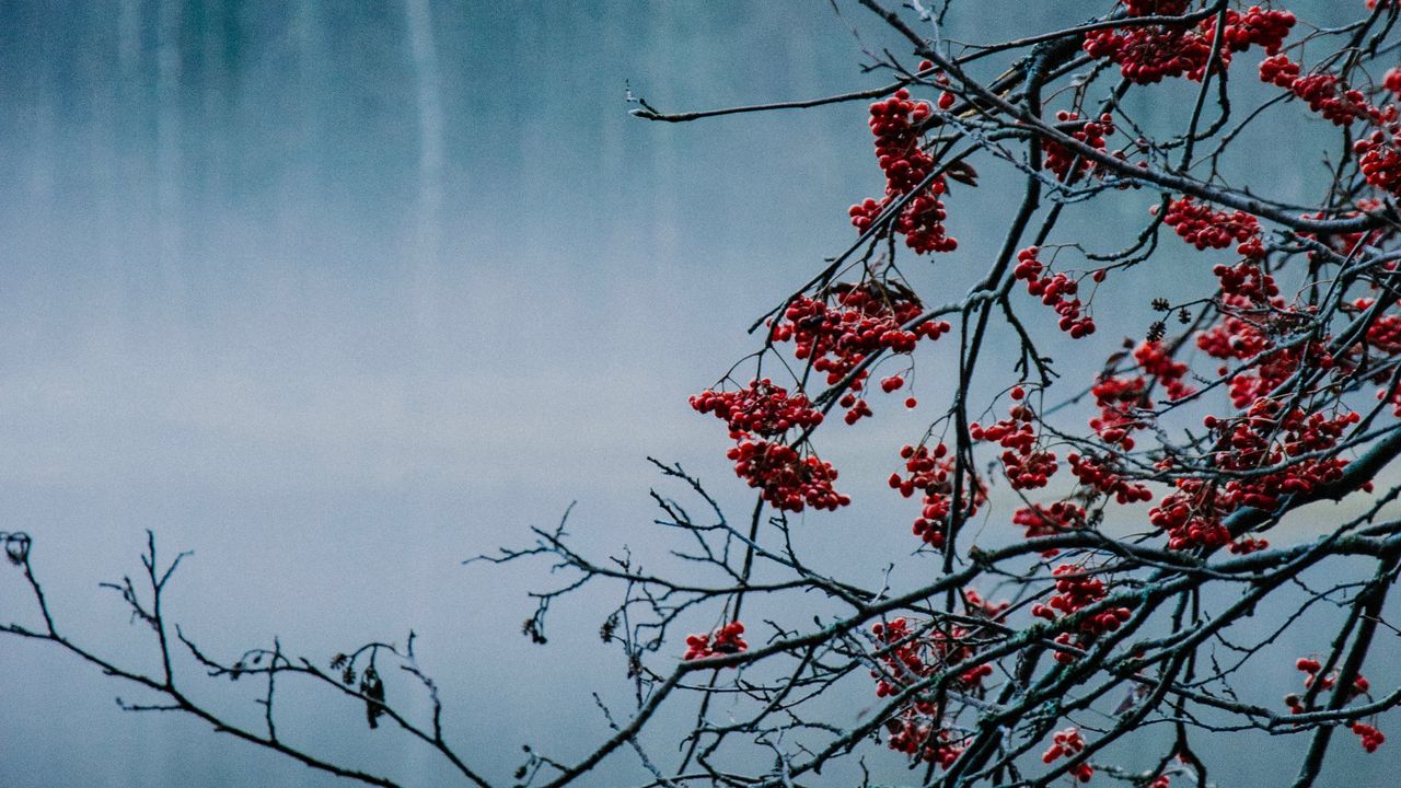 Обои ветки, ягоды, озеро, туман, природа