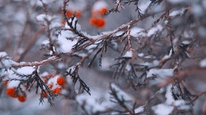 Превью обои ветки, ягоды, снег, макро