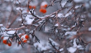 Превью обои ветки, ягоды, снег, макро