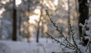 Превью обои ветки, иголки, снег, зима, макро