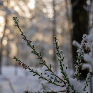 Превью обои ветки, иголки, снег, зима, макро