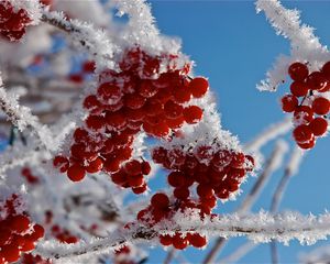 Превью обои ветки, иней, макро, снег, ягоды