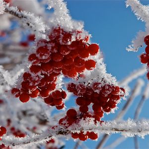 Превью обои ветки, иней, макро, снег, ягоды