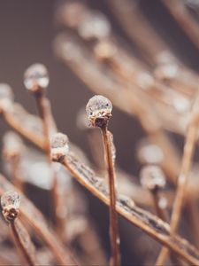 Превью обои ветки, капли, лед, макро