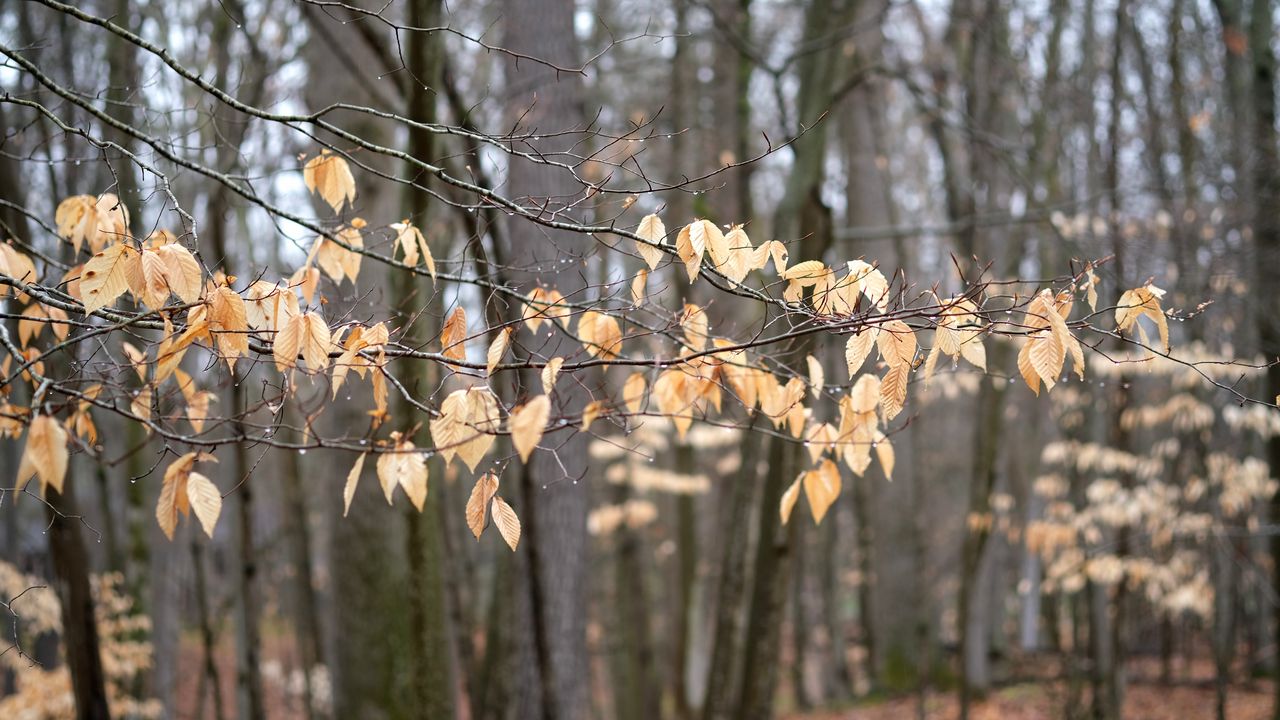 Обои ветки, листья, деревья, лес, осень