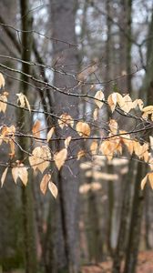 Превью обои ветки, листья, деревья, лес, осень