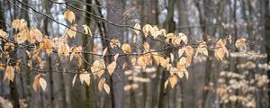 Превью обои ветки, листья, деревья, лес, осень