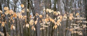 Превью обои ветки, листья, деревья, лес, осень