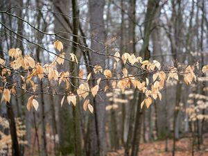 Превью обои ветки, листья, деревья, лес, осень