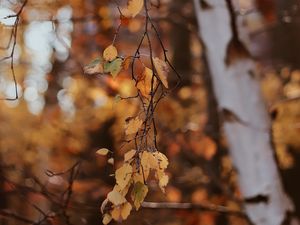 Превью обои ветки, листья, дерево, береза