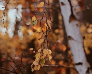 Превью обои ветки, листья, дерево, береза