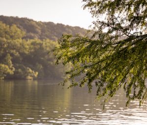 Превью обои ветки, листья, дерево, река