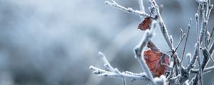 Превью обои ветки, листья, иней, макро, зима