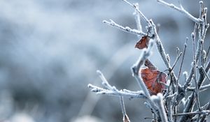 Превью обои ветки, листья, иней, макро, зима