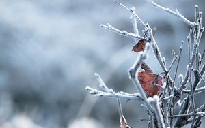 Превью обои ветки, листья, иней, макро, зима