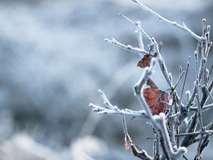 Превью обои ветки, листья, иней, макро, зима