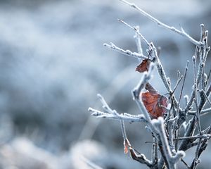 Превью обои ветки, листья, иней, макро, зима