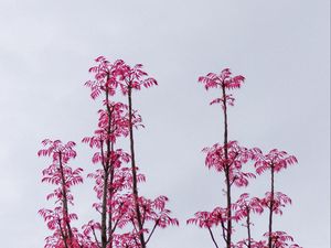 Превью обои ветки, листья, кусты, небо, розовый