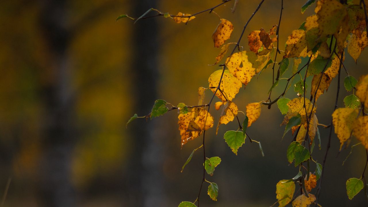 Обои ветки, листья, осень, макро, размытие