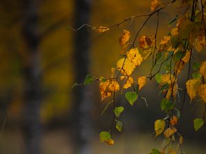 Превью обои ветки, листья, осень, макро, размытие