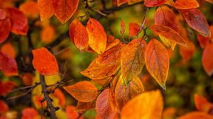 Превью обои ветки, листья, осень, макро, оранжевый, яркий