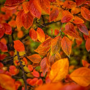 Превью обои ветки, листья, осень, макро, оранжевый, яркий
