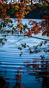 Превью обои ветки, листья, озеро, вода, природа