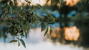Превью обои ветки, листья, размытость, озеро