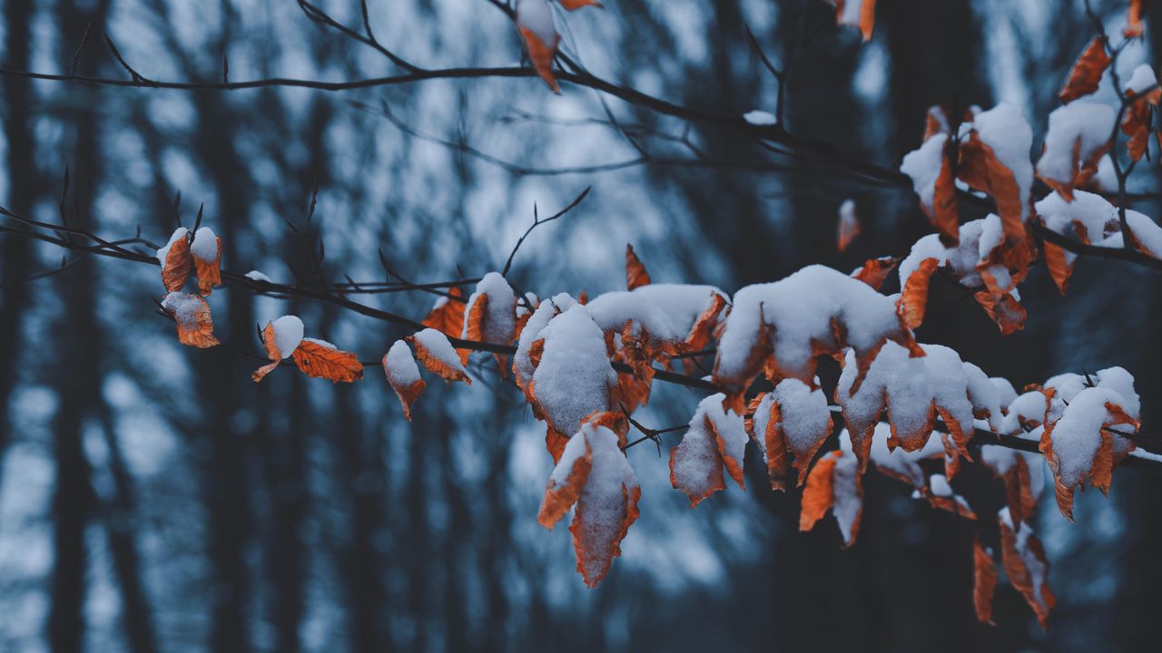 Обои ветки, листья, снег, зима