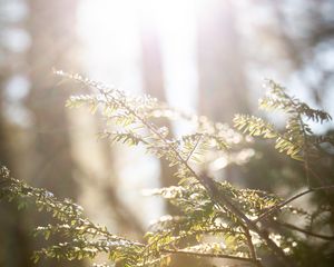 Превью обои ветки, листья, солнце, лучи, свет, макро