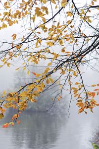 Превью обои ветки, листья, туман, осень