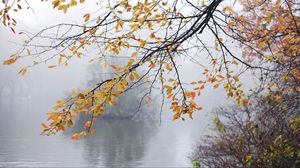 Превью обои ветки, листья, туман, осень