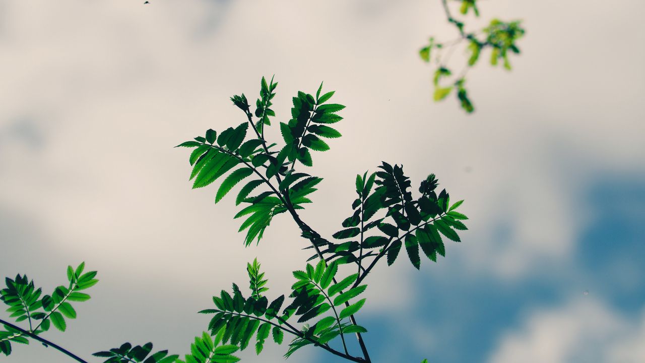 Обои ветки, листья, зеленый, растение, небо