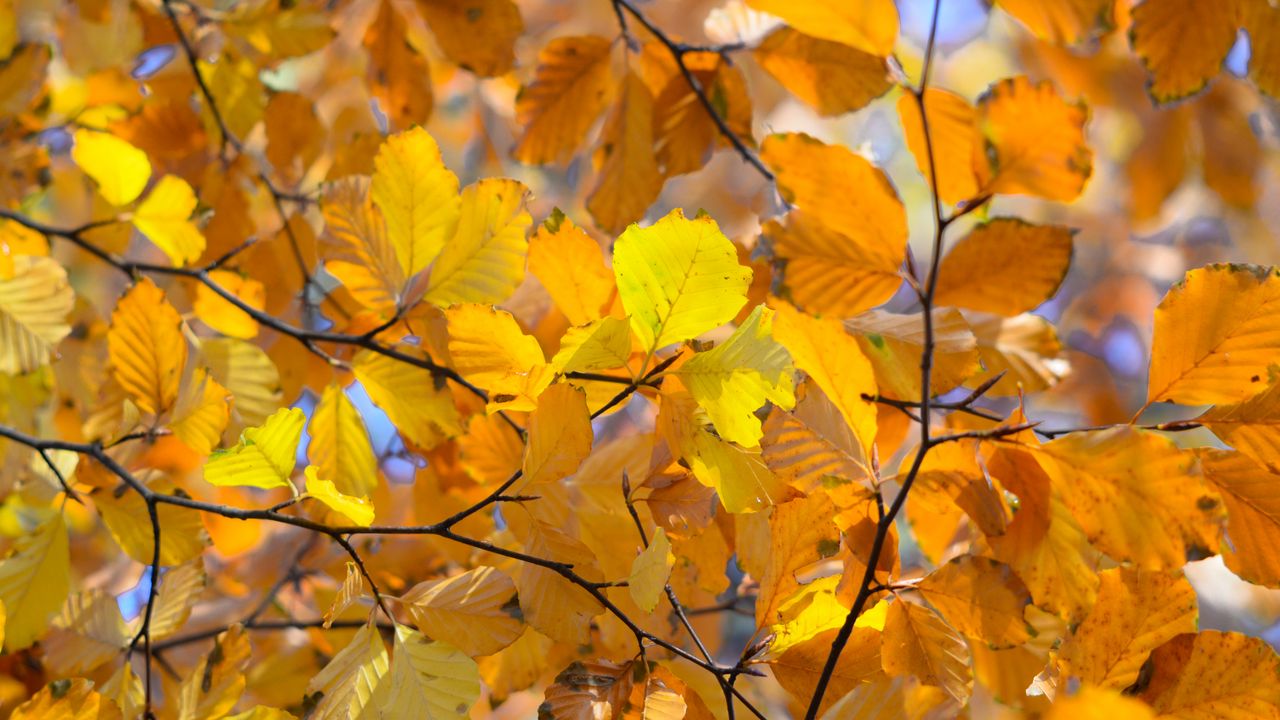 Обои ветки, листья, желтый, осень, крупным планом