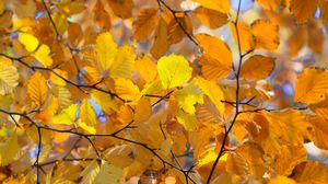 Превью обои ветки, листья, желтый, осень, крупным планом