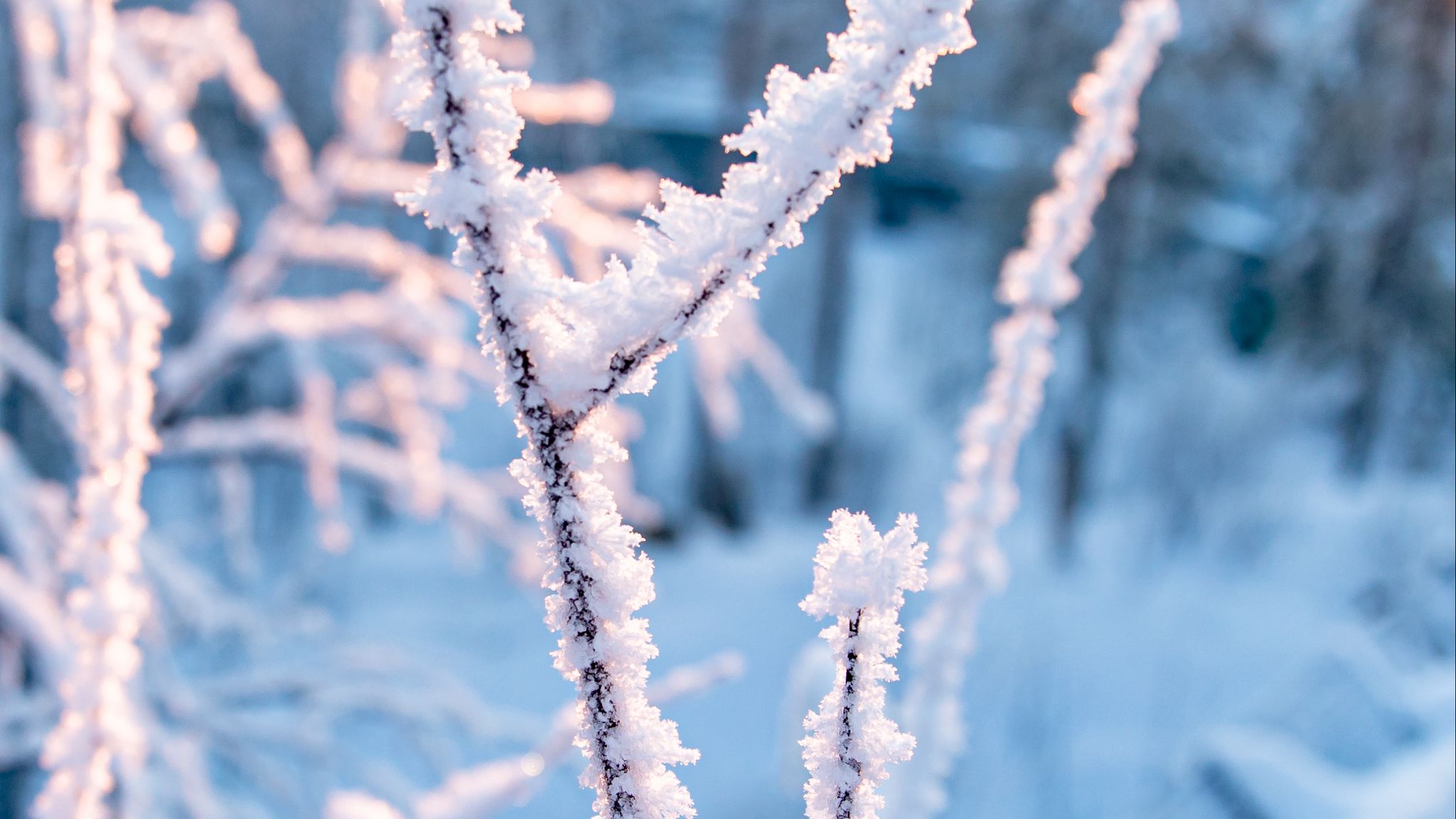 Wednesday winter. Зима макро фото. Обои на рабочий стол зима макро. Frosty Snow Нарцисс. Картинки зимние со снегом на рабочий стол тумблер.