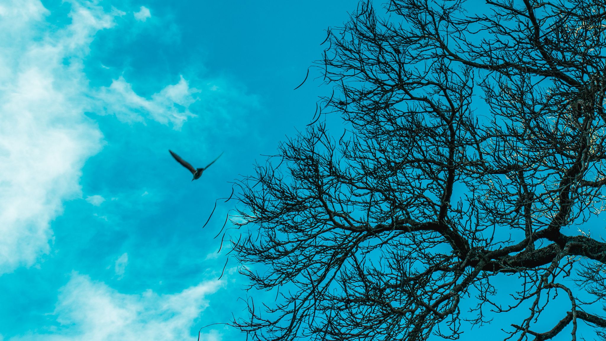 Flying tree. Птицы в небе. Птицы на дереве. Деревья птицы облака. Птица над деревом.