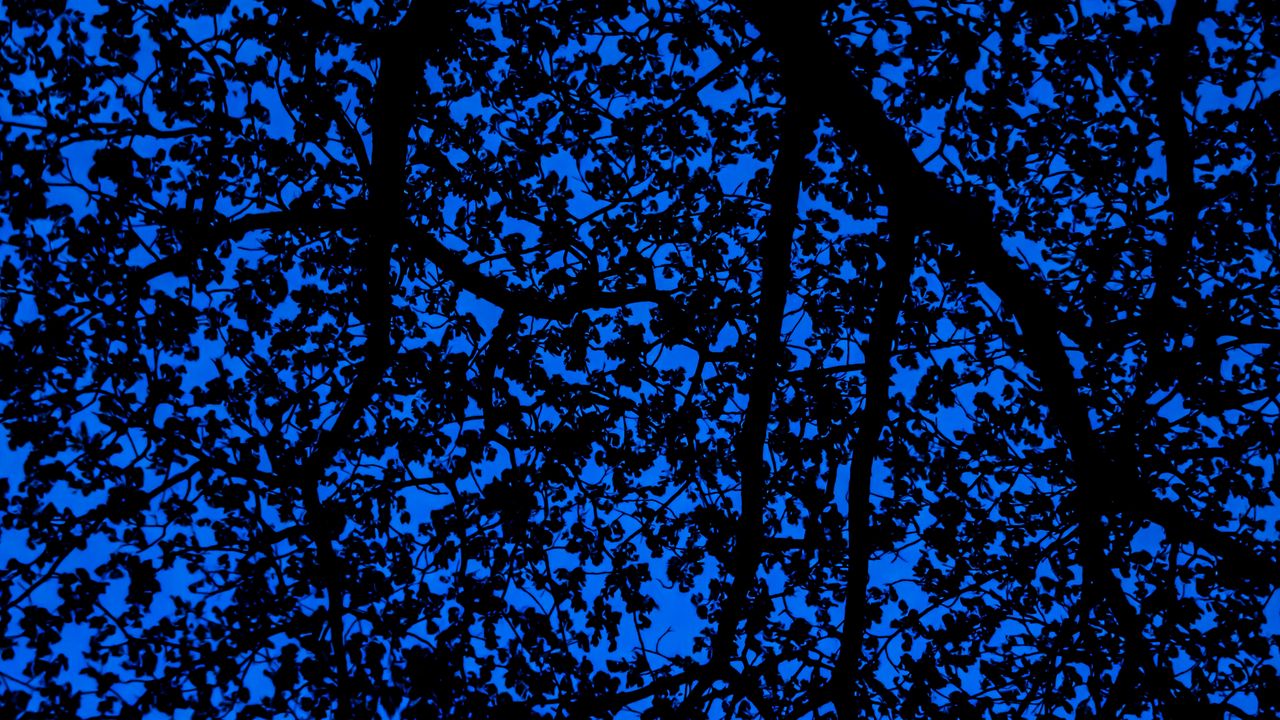 Обои ветки, небо, темный, дерево, листья, синий, узор