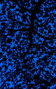 Превью обои ветки, небо, темный, дерево, листья, синий, узор