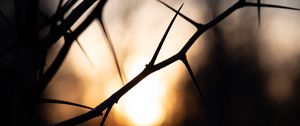 Превью обои ветки, шипы, тени, темный, рассвет, размытие, природа