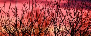 Превью обои ветки, силуэты, закат, природа