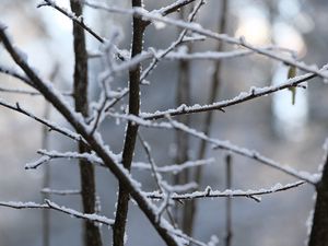 Превью обои ветки, снег, размытие, зима