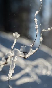 Превью обои ветки, снег, зима, макро, белый