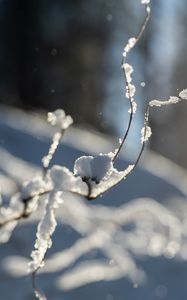 Превью обои ветки, снег, зима, макро, белый