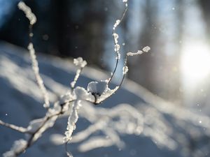 Превью обои ветки, снег, зима, макро, белый